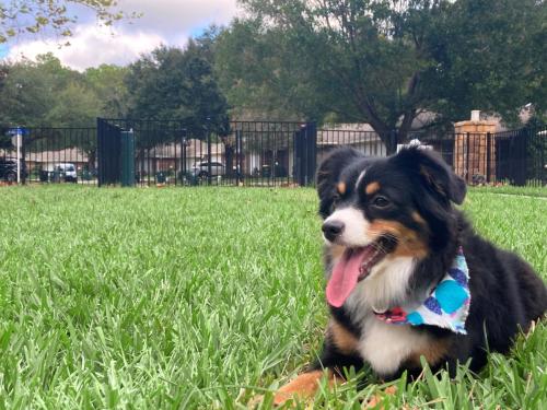 Resident pup (Angie) at Cypress Village